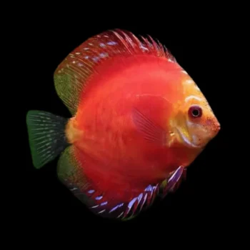 Symphysodon discus-Marlboro Red Discus15cm