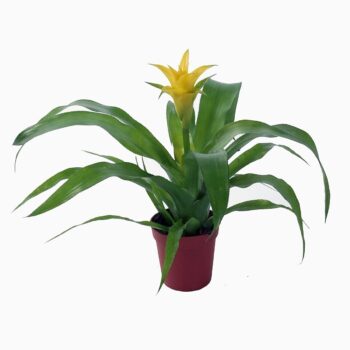 Nidularium 'Citrinum'