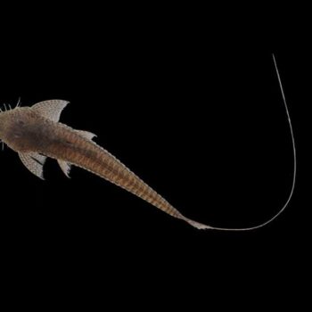 Pseudohemiodon lamina - Whiptail Lamina M