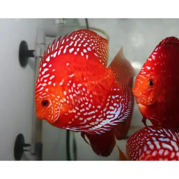 Symphysodon discus-Red Rafflesia Discus15cm