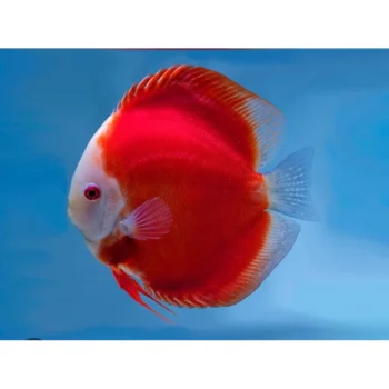 Symphysodon discus- Red Mellon Discus 12cm