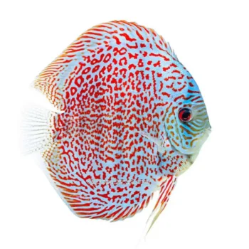 Symphysodon discus- Ring Leopard 12cm