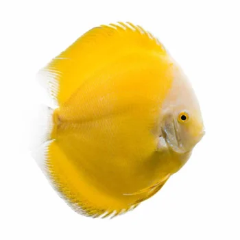Symphysodon discus- Royal Yellow Discus 15cm