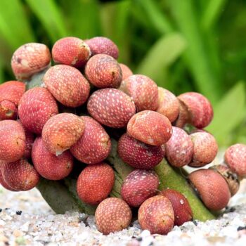 Clithon sowerbianum- Pink Lady Pumpkin Snail