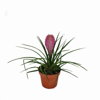 Tillandsia airplants mix