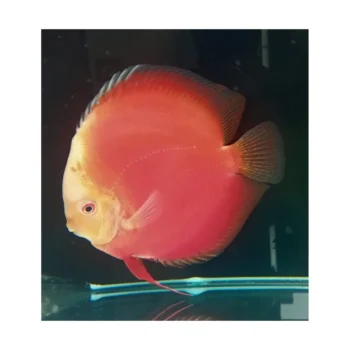 Symphysodon discus- Red Valentine Discus 10cm