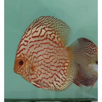 Symphysodon discus-White Pigeon Discus 10cm