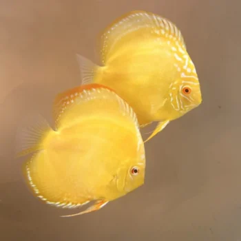 Symphysodon discus- Yellow Crystal Discus 15 cm