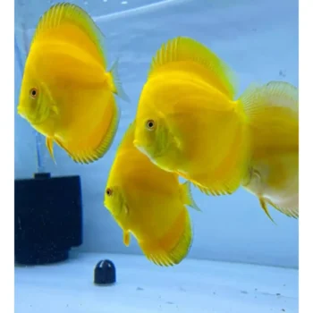 Symphysodon discus-Yellow Discus 12cm