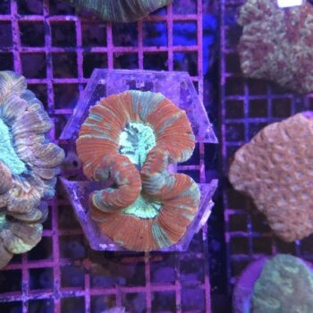 Trachyphyllia geoffroyi A505 (30691)