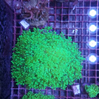 Euphyllia divisa A72 (36250)