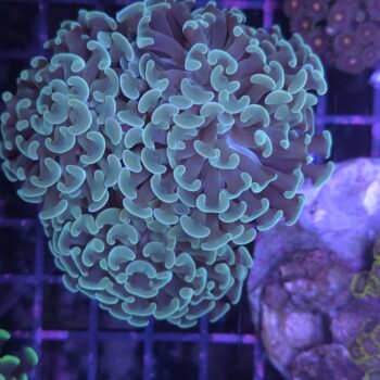 Euphyllia paraancora C27
