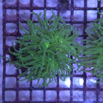 Euphyllia glabrescens N51