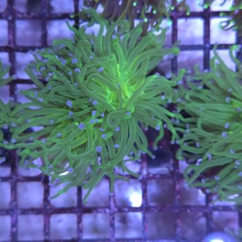 Euphyllia glabrescens K13