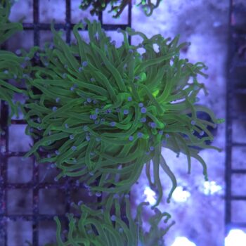 Euphyllia glabrescens N2