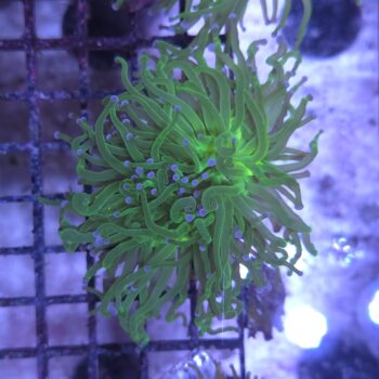 Euphyllia glabrescens K27