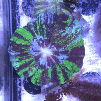 Acanthophyllia deshayesiana (36965)