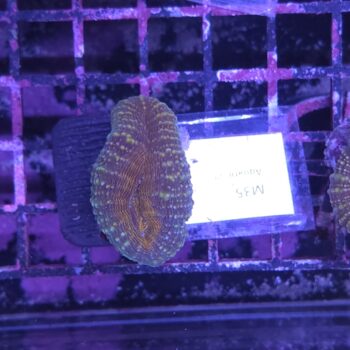 Lobophyllia M35