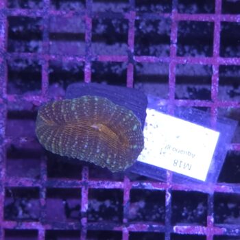 Lobophyllia M18
