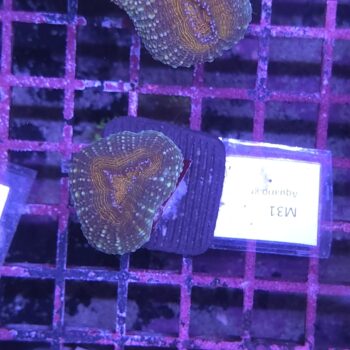 Lobophyllia M31
