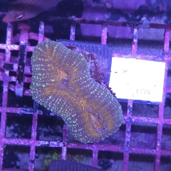 Lobophyllia M24