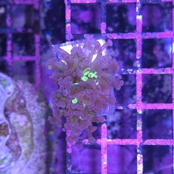 Euphyllia paraancora N16