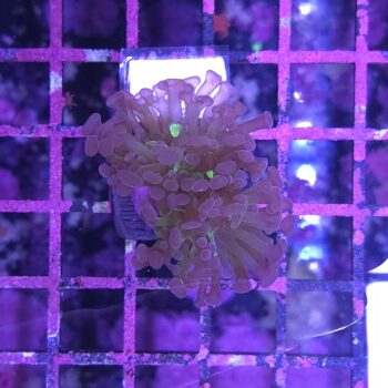 Euphyllia paraancora N76