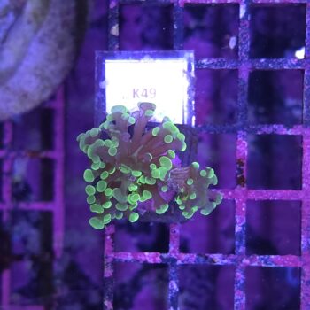 Euphyllia paraancora K49