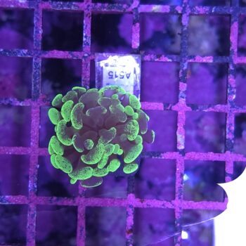 Euphyllia paraancora A515