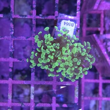 Euphyllia paraancora B564