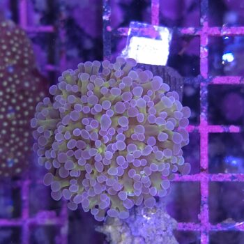 Euphyllia paraancora A524