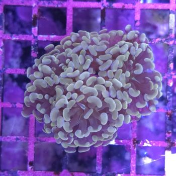 Euphyllia paraancora G80