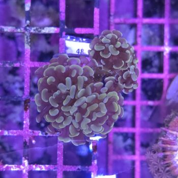 Euphyllia paraancora 48