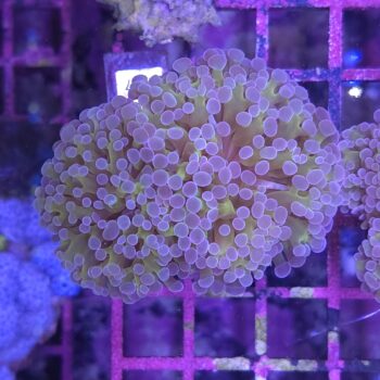 Euphyllia paraancora D77