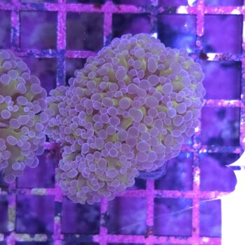 Euphyllia paraancora A517