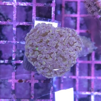Euphyllia paraancora N74