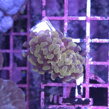 Euphyllia paraancora 17