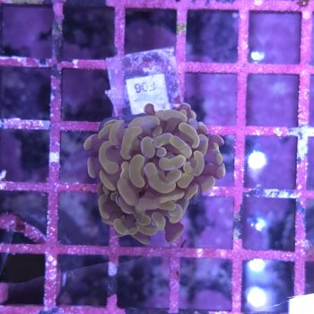Euphyllia paraancora F06