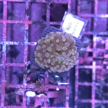 Euphyllia paraancora N26