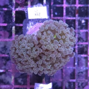 Euphyllia paraancora K62