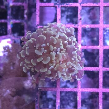 Euphyllia paraancora A511