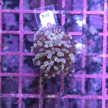 Euphyllia paraancora D74