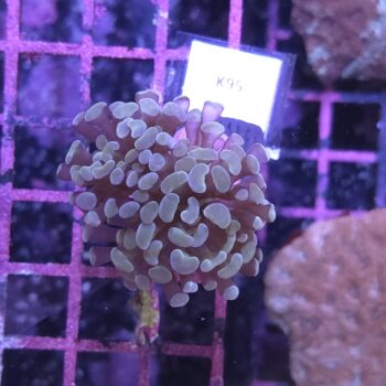 Euphyllia paraancora K95
