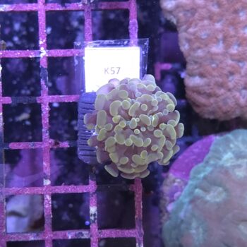 Euphyllia paraancora K57