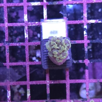 Euphyllia paraancora K54