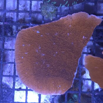 Montipora plate red 2