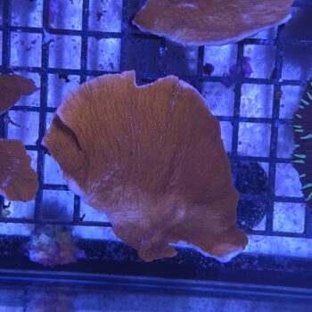 Montipora plate red 1