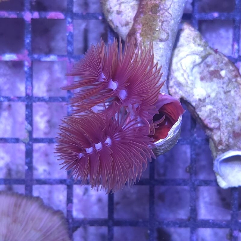 Protula Bispiralis Red- Coco Worm (Hard Tube) Red 2 Protula Bispiralis Red- Coco Worm (Hard Tube) Red - Image 2