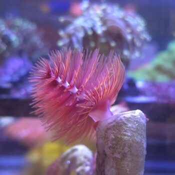 Protula Bispiralis Red- Coco Worm (Hard Tube) Red