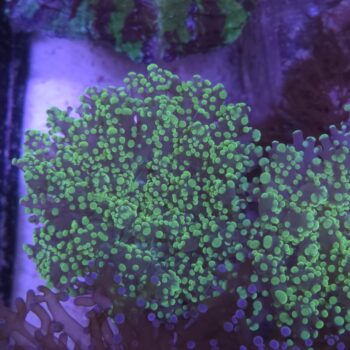 Euphyllia yaeyamensis N83